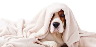Dog hidding in bed